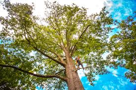 Best Palm Tree Trimming  in Whiteville, NC